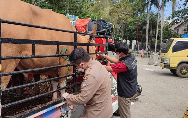  Jelang Iduladha, Karantina Balikpapan Awasi Hewan Ternak dari Luar Kaltim