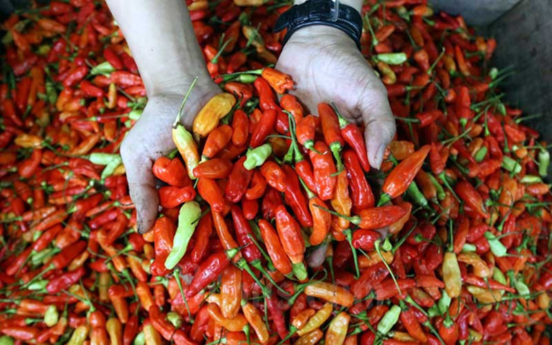  Semakin Pedas, Harga Cabai Tembus Rp77.000 per Kilogram