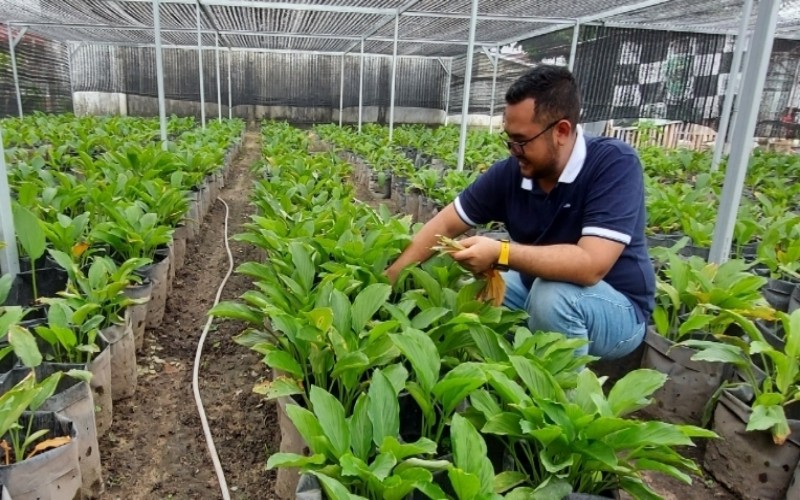 Omzet Ratusan Juta, Petani Muda Riau Bidik Potensi Agribisnis Kunyit Hitam