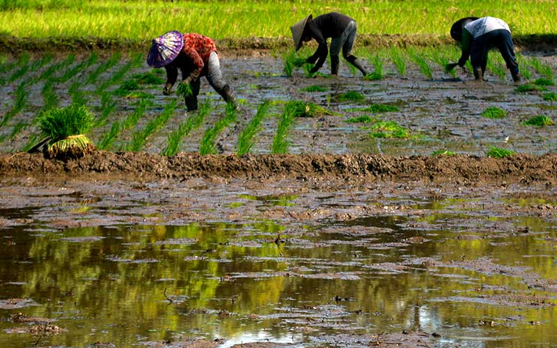  Upah Buruh Tani di Kabupaten Gowa Mencapai Rp72.500 Per Hari