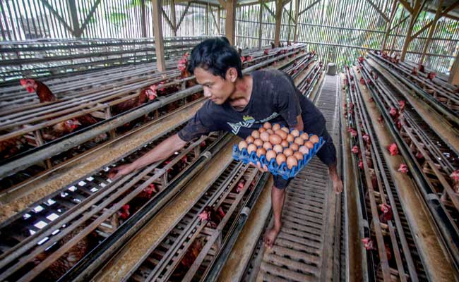  UGM Mulai Pembangunan Pusat Pelatihan Produksi Telur Umbaran Pertama di Asia