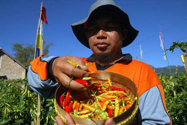  Gangguan Penyakit Bikin Harga Cabai Rawit Jatim Hingga Rp85.000/kg