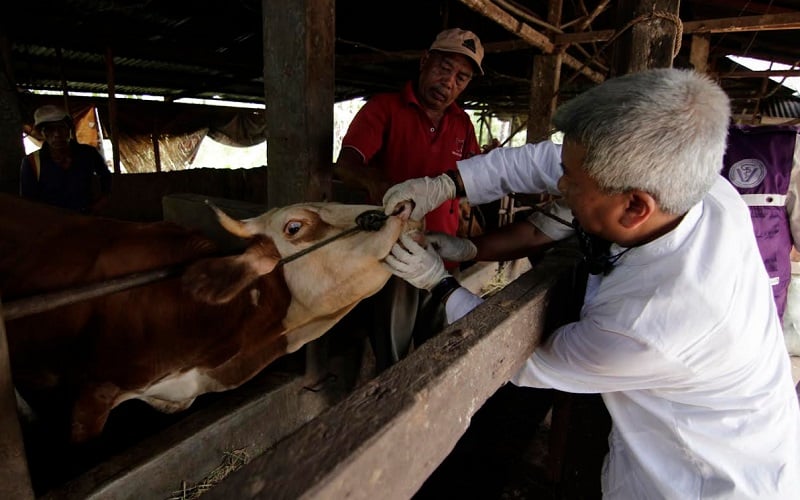  Sebanyak 685 Ekor Sapi di Kabupaten Cirebon Tertular PMK