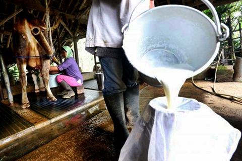 Peternak menuangkan susu sapi hasil perahan ke wadah, di Subang, Jawa Barat, Sabtu (28/3/2015)./JIBI-Bisnis-Rachman