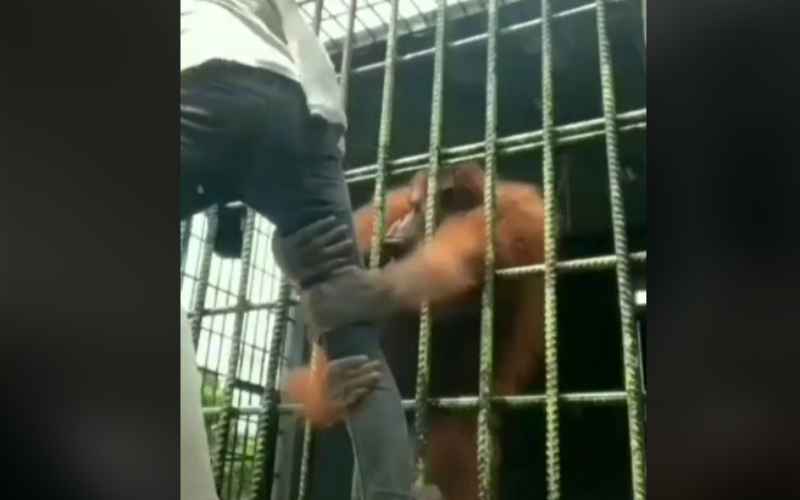 Tangkapan layar video viral seorang pengunjung kebun binatang ditarik oleh orang utan/TikTok