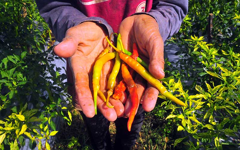  Petani Cabai di Jawa Tengah Gagal Panen Akibat Diserang Hama