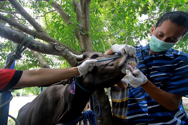 Petugas Kesehaan Hewan melakukan pemeriksaan kesehatan sapi kurban di Suwawa, Kabupaten Bone Bolango, Gorontalo, Selasa (21/8). Pemeriksaan kesehatan tersebut dilakukan untuk memastikan kondisi kesehatan hewan yang akan dikurbankan pada Idul Adha nanti. /Antara