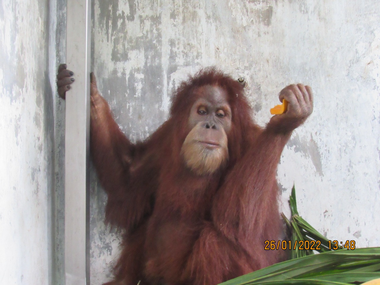 Seekor orang utan Sumatra (Pongo abelii) yang sebelumnya ditemukan di kediaman pribadi eks Bupati Langkat Terbit Rencana Peranginangin di Kecamatan Kuala, Kabupaten Langkat, Sumatra Utara. /Istimewa