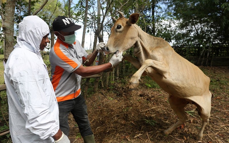  Penyakit Mulut dan Kuku di Aceh, 19.830 Ekor Ternak Terinfeksi