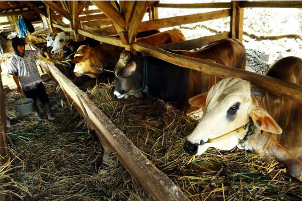  Wabah Penyakit Mulut dan Kuku, Harga Sapi Kurban Tembus Rp21 Juta per Ekor