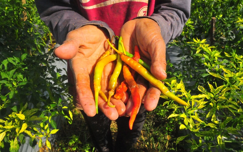  Kemarau Basah Bikin Pertanaman Hortikultura Terganggu