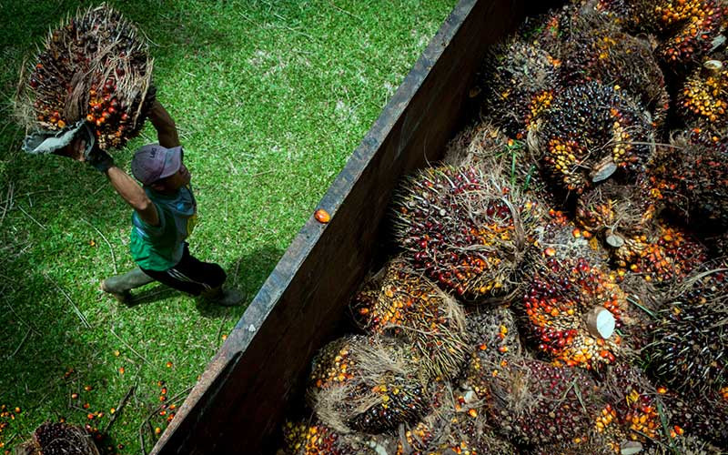  Yang Terkaya dari Bisnis Kelapa Sawit