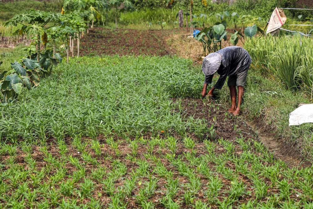  Perbankan Terus Genjot Penyaluran Kredit ke Sektor Pertanian