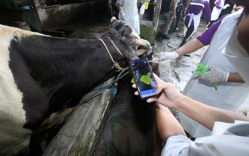Dokter hewan dari Pusat Veteriner Farma (Putvetma) Surabaya memindai barcode seusai menyuntikkan vaksin wabah penyakit mulut dan kuku (PMK) untuk sapi di kandang kawasan Taman, Sepanjang, Sidoarjo, Jawa Timur, Selasa (14/6/2022). Kementan melalui Pusvetma di Surabaya melakukan vaksinasi perdana secara nasional bagi hewan ternak sebagai upaya mengendalikan penularan penyakit mulut dan kuku hewan (PMK)./Antara-Umarul Faruq.