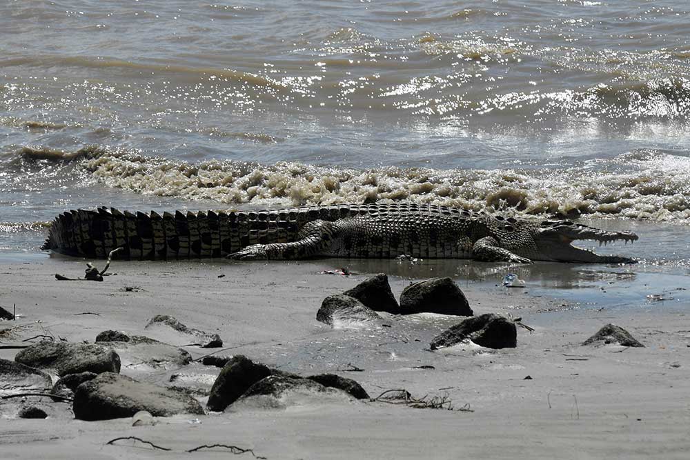  Sejumlah Buaya Berjemur di Muara Sungai di Palu