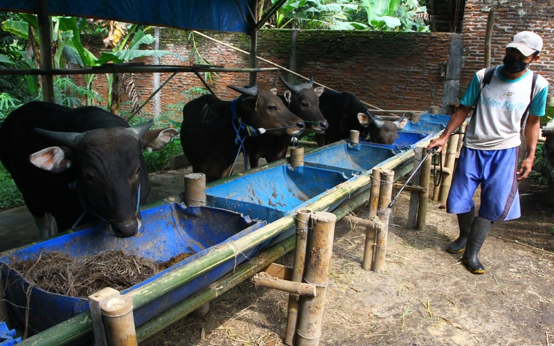 Penyakit Mulut Kuku Berimbas ke Produksi Susu di Malang