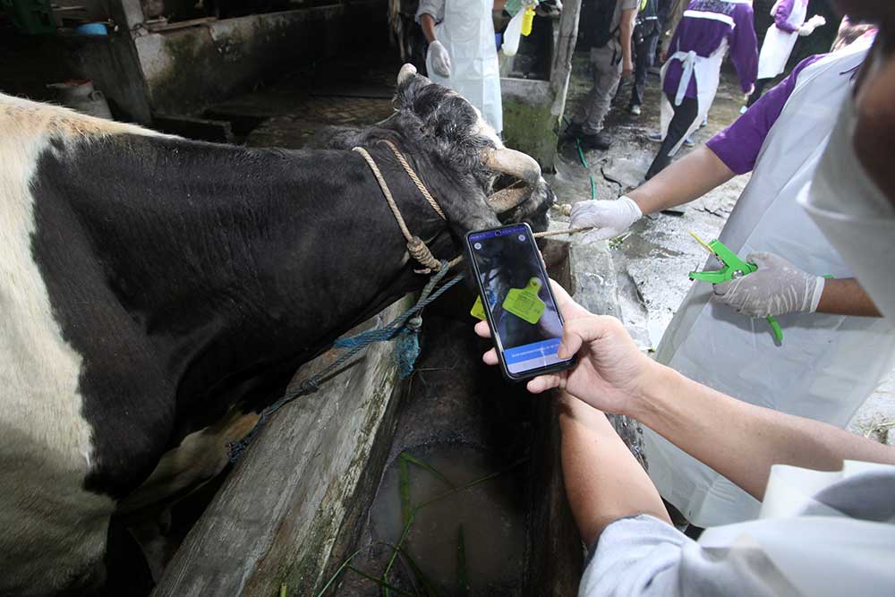 Dokter hewan dari Pusat Veteriner Farma (Putvetma) Surabaya menyuntikkan vaksin penyakit mulut dan kuku (PMK) untuk sapi di kandang kawasan Taman, Sepanjang, Sidoarjo, Jawa Timur, Selasa (14/6/2022). ANTARA FOTO/Umarul Faruq