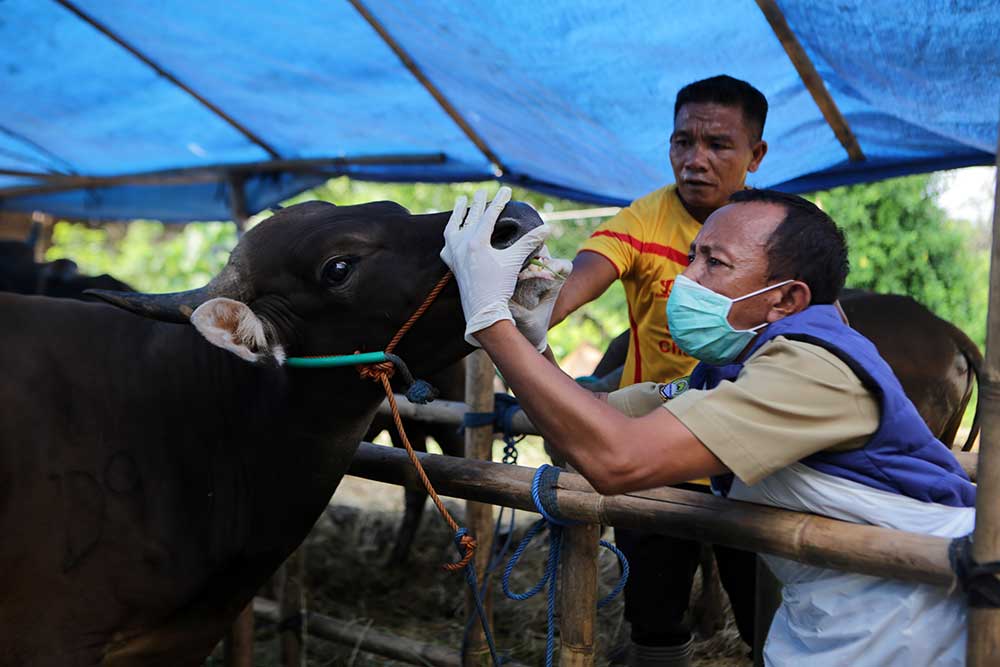 Petugas Dinas Ketahanan Pangan Kota Tangerang memeriksa kesehatan sapi di salah satu lokasi peternakan di Periuk, Kota Tangerang, Banten, Selasa (14/6/2022). ANTARA FOTO/Fauzan