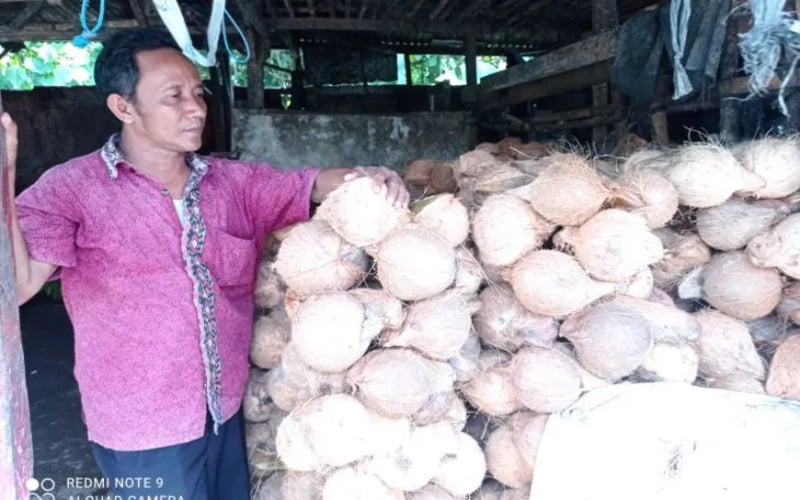  Permintaan Kelapa ke Lebak Meningkat