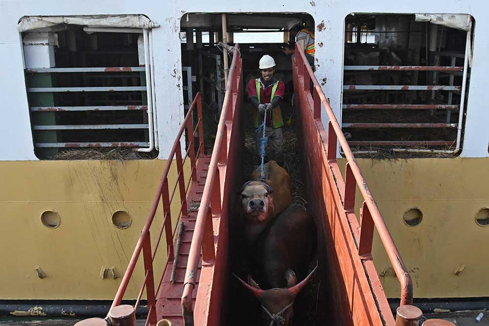 Petugas memindahkan sapi asal Nusa Tenggara Timur (NTT) dari Kapal Camara Nusantara ke truk di Pelabuhan Tanjung Priok, Jakarta, Jumat (10/6/2022). ANTARA FOTO/Aditya Pradana Putra