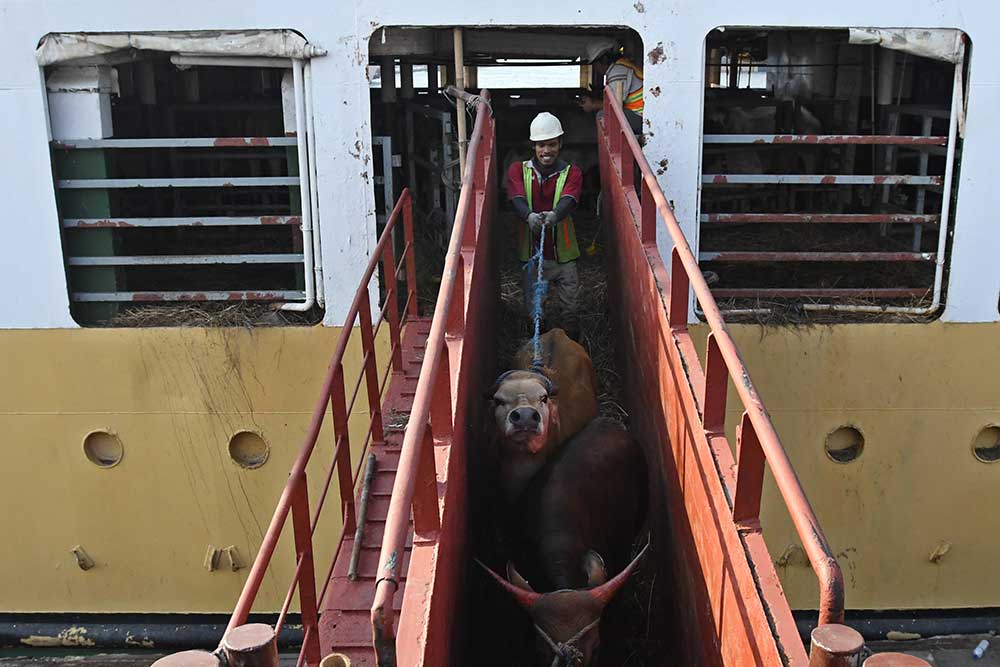  Viral Bongkar Muat Sapi Asal-asalan, Bisa Berdampak Kerugian Rp1,625 T Per Tahun