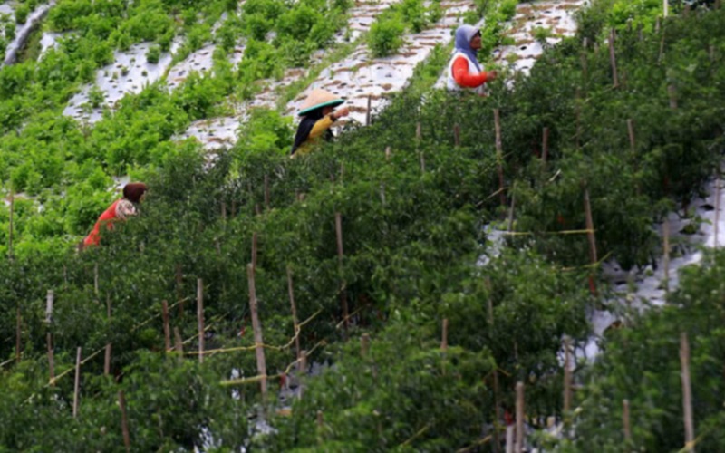  Sumbar Lakukan Kajian Pembentukan BUMD Agro