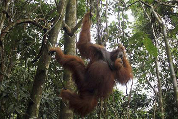 5 Orangutan Hasil Rehabilitasi YIARI Ketapang Dilepasliarkan   