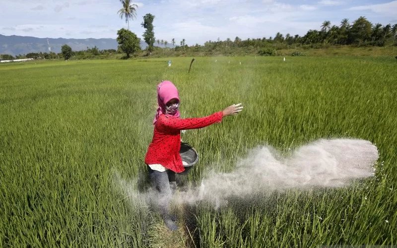 Petani menabur pupuk pada tanaman padi di Aceh Besar, Aceh, Selasa (11/8/2020). /ANTARA