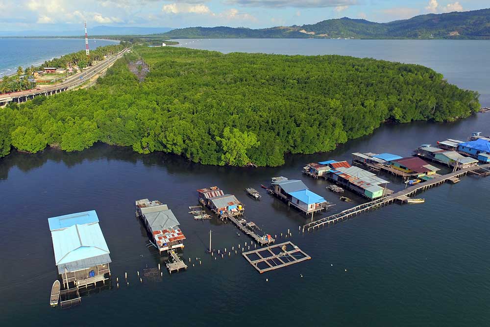  Hutan Bakau Perempuan di Jayapura Hanya Boleh Dimasuki Kaum Perempuan