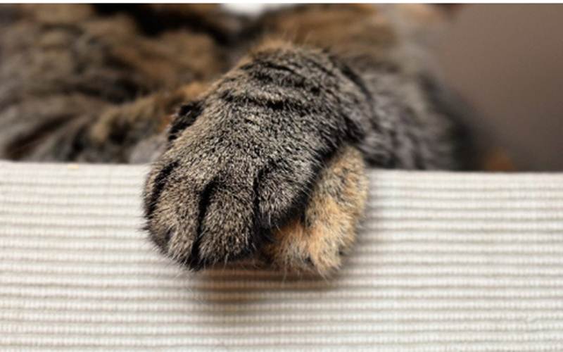 Viral Surat Edaran RW Larang Warga Beri Makan Kucing, Dinilai Kotori Lingkungan