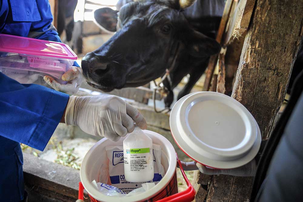 Seorang dokter hewan menyiapkan vaksin penyakit mulut dan kuku (PMK) bagi hewan ternak sapi perah di Cilembu, Kabupaten Sumedang, Jawa Barat, Senin (20/6/2022)./Antara-Raisan Al Farisi