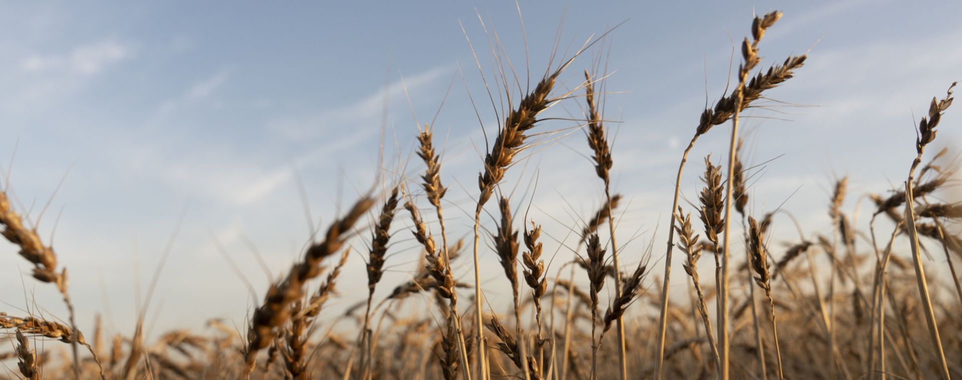 Gandum musim dingin siap panen di Corn, Oklahoma, AS, Rabu, (15/6/2022). Bloomberg - Nick Oxford