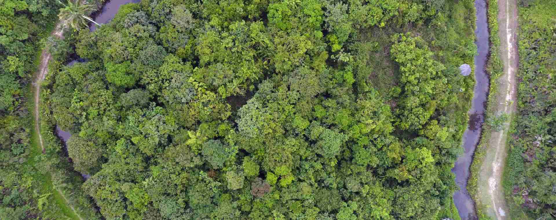 Pemandangan udara dari hutan hujan tropis di Kalimantan. Penanganan dampak perubahan iklim dan pemangkasan emisi melejitkan pendanaan ke startup di sektor hijau. Bloomberg / Dimas Ardian. 