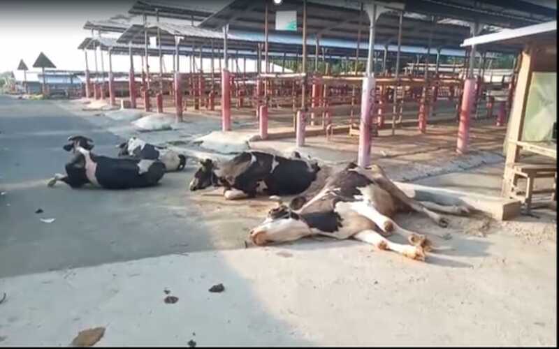  Sapi-sapi Asal Jatim Tumbang di Pasar Boyolali
