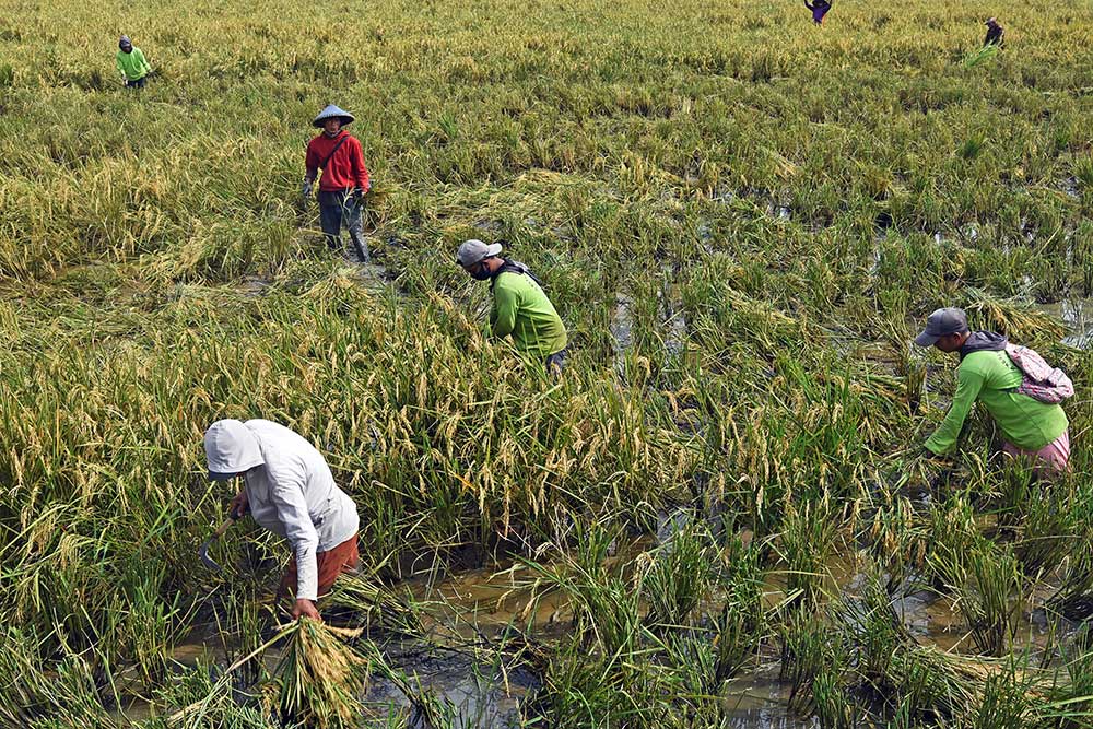  Penurunan Nilai Tukar Petani (NTP) Tekan Kehidupan Para Petani