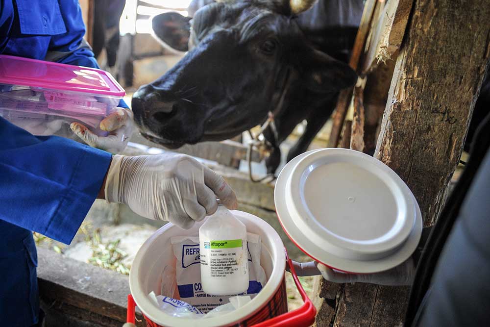  Produksi Susu Anjlok, Jabar Prioritaskan Vaksinasi PMK untuk Sapi Perah