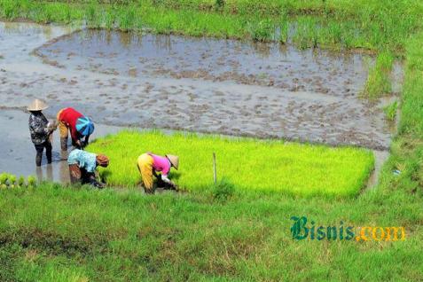 Petani sedang menanam padi./Bisnis.com