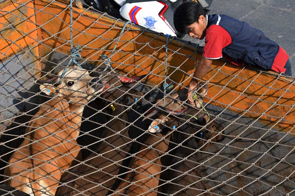  Sapi Kurban dari Presiden Tahun Ini Spesial untuk Korban Gempa di Malampah Pasaman