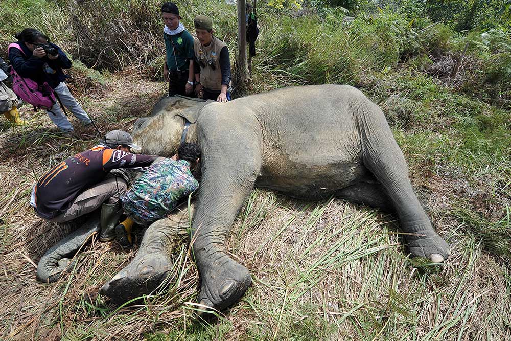  BKSDA Jambi Memasang Kalung GPS Kepada Seekor Gajah Sumatra