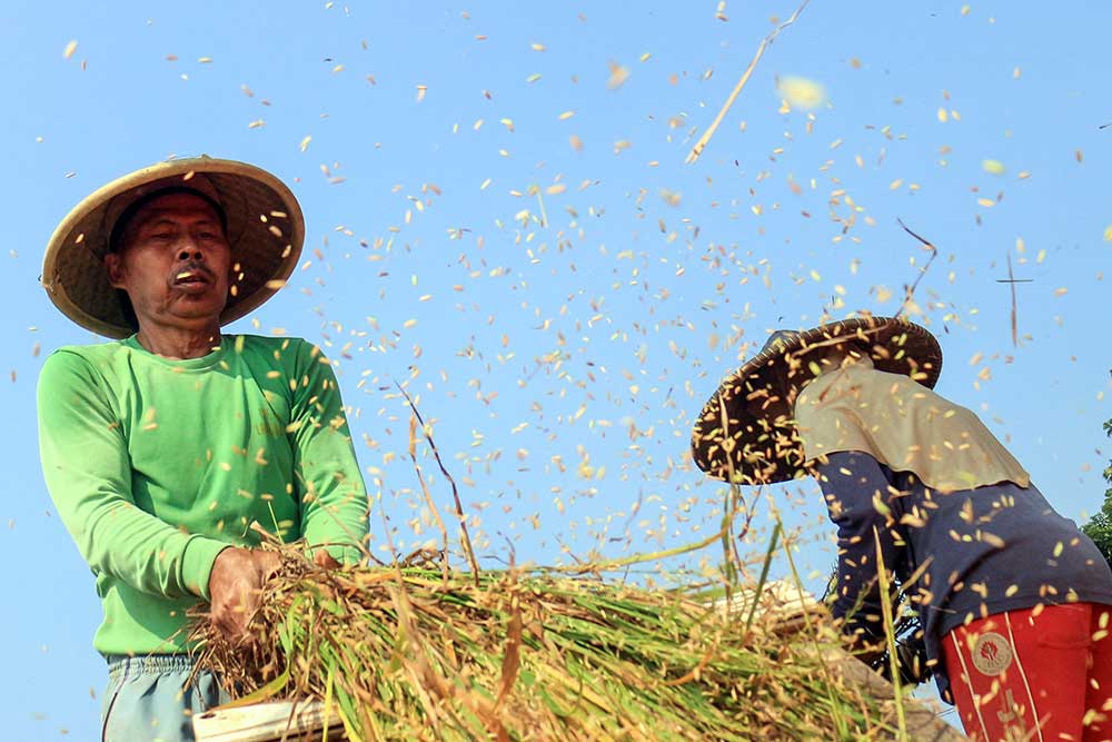  Produkvitas Padi di Indonesia Menjadi Yang Terbaik Kedua di Benua Asia