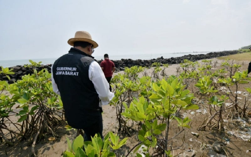  Cegah Abrasi, Jabar Gencarkan Penanaman Jutaan Mangrove di Pesisir Utara