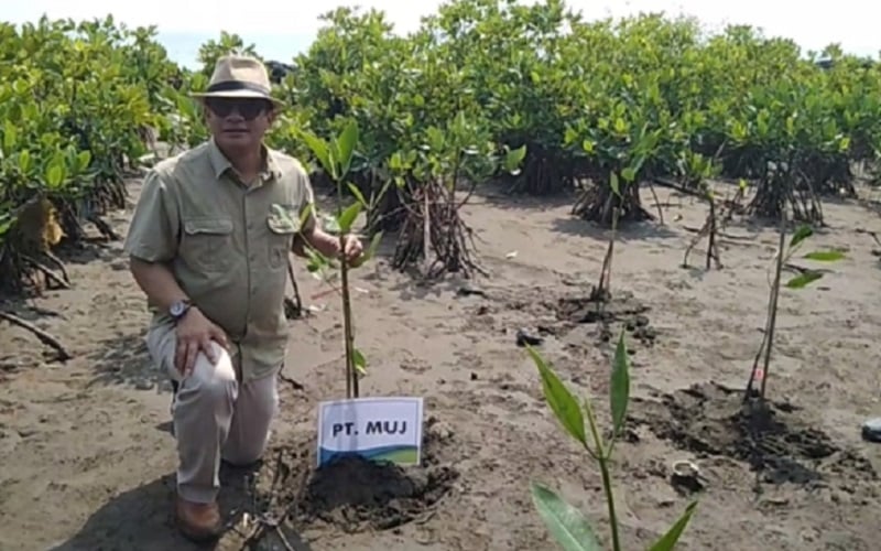  Tanam Ribuan Mangrove di Pesisir Utara Jabar, MUJ Ingin Wariskan Perbaikan Lingkungan