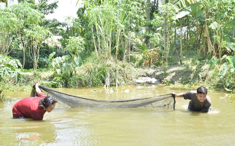  Berdayakan Masyarakat, PTBA Ubah Lahan Bekas Tambang Jadi Tambak Ikan