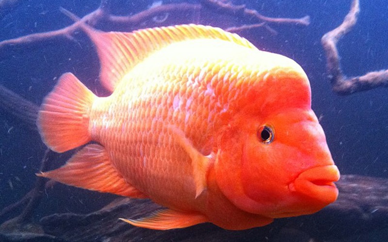 Ikan Red Devil/fishaquariumcity