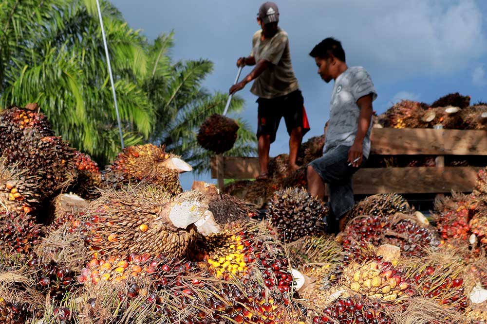  Harga TBS Kelapa Sawit Tingkat Pengepul Anjlok Menjadi Rp800 Per Kilogram