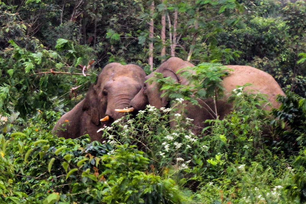  Gajah Liar di Aceh Memasuki Perkebunan Kopi Warga