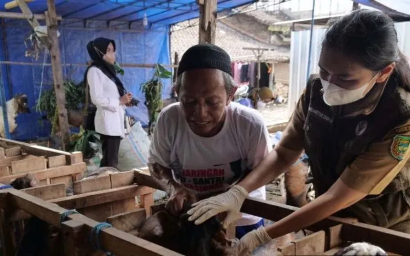  Ada Temuan Gejala PMK di Lapak Musiman Ternak di Madiun