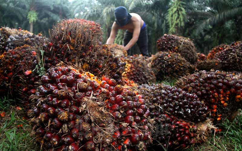 Ilustrasi petani kelapa sawit/Bisnis-Arief Hermawan P
