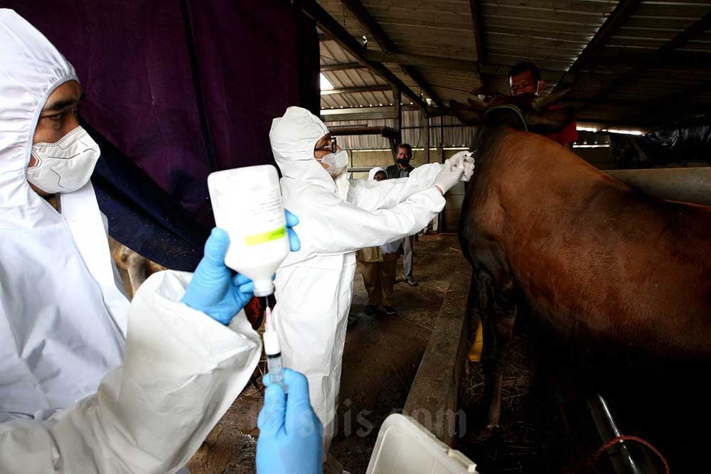 Petugas Dinas Ketahanan Pangan dan Pertanian (DKPP) Kota Bandung memasangkan eartag atau tanda pengenal pada telinga hewan ternak sapi yang telah disuntik vaksin untuk pencegahan penyakit mulut dan kuku (PMK) di kandang peternakan sapi di kawasan Babakan Ciparay, Bandung, Jawa Barat, Senin (27/6/2022). Bisnis - Rachman