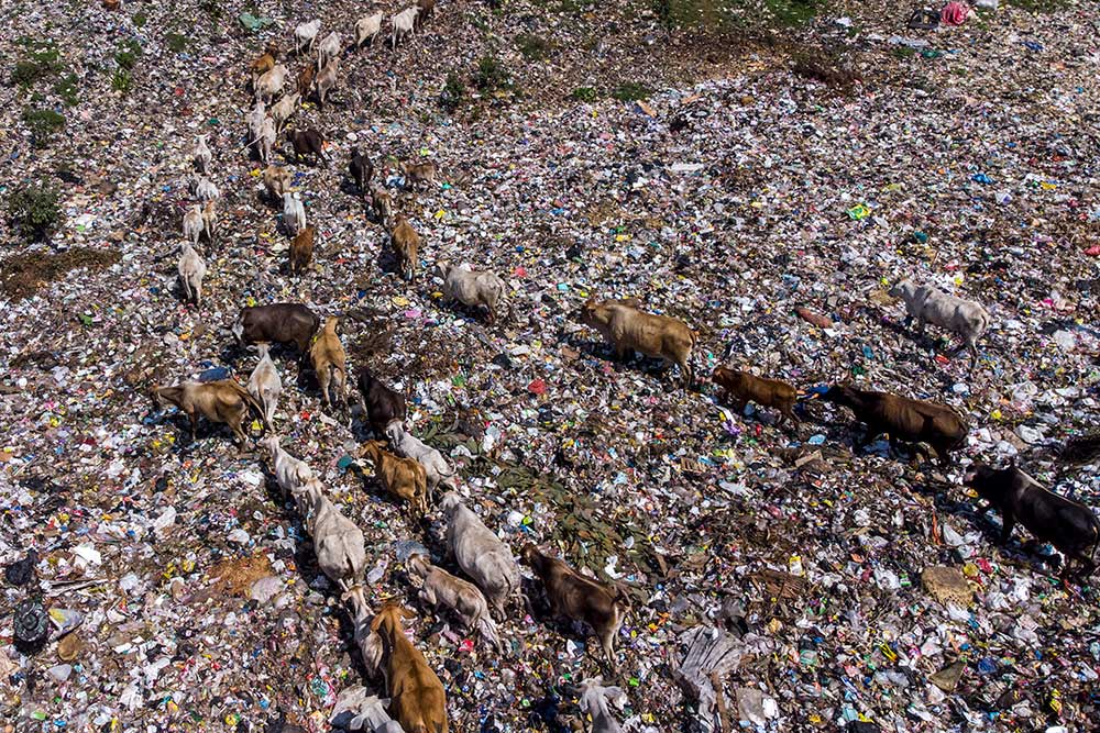  Sapi Pemakan Sampah di Tasikmalaya Mulai Dijual Jelang Idul Adha